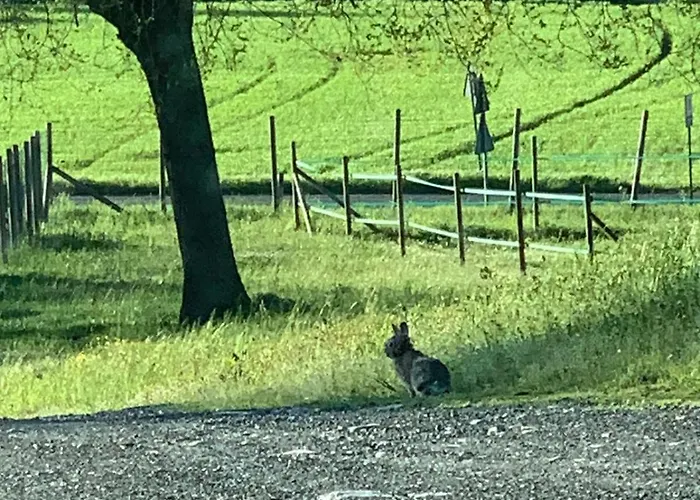 مزرعة للإقامة San Lorenzo